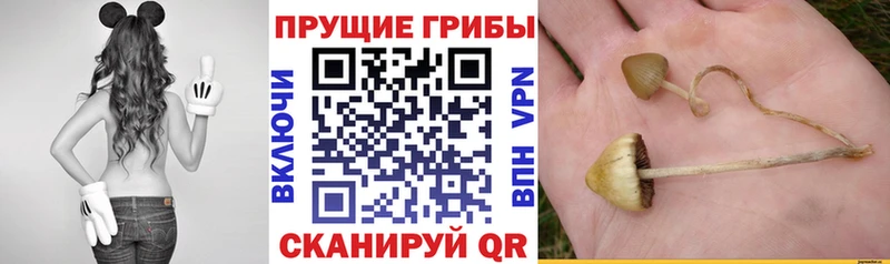 Псилоцибиновые грибы прущие грибы  shop какой сайт  Кемь 